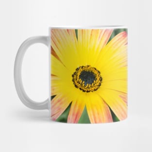 Vibrant Yellow Pink Gerber Daisy Mug